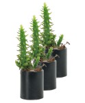 Mini Çiçek Saksı Küçük Sukulent Siyah Kaktüs Saksısı 3lü Set Düz Yuvarlak Model